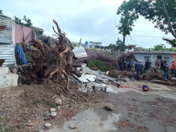 árbol de Samán se cayó en Puerto Cabello-acn