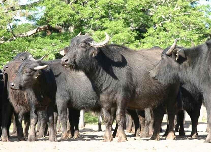 Detenido hombre por robo de búfalos