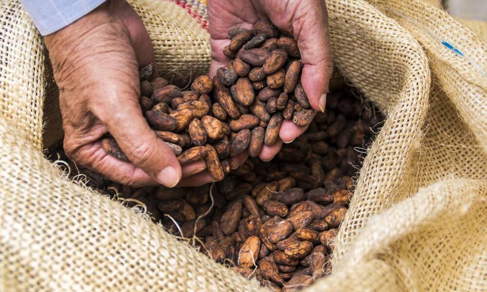 exportaciones de cacao - acn
