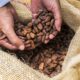 exportaciones de cacao - acn