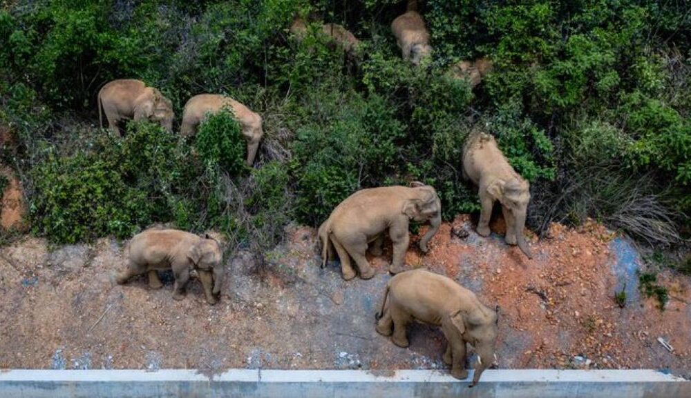 Elefantes ayudan a Policía a detectar inmigrantes - noticiacn
