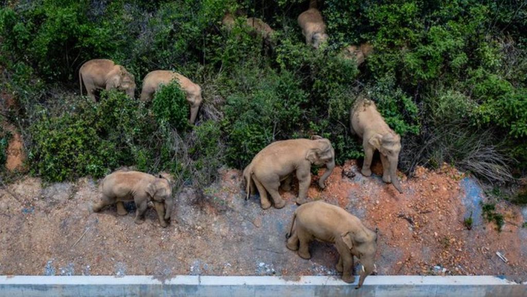 Elefantes ayudan a Policía a detectar inmigrantes - noticiacn