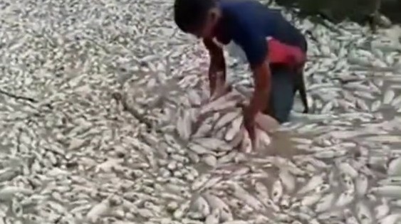 peces muertos en Portuguesa
