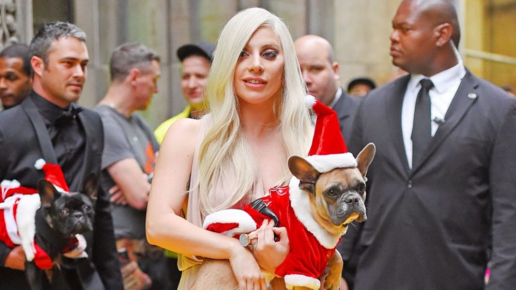 Sentencian a hombre que robó perros de Lady Gaga - noticiacn