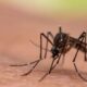 Casos de dengue en Venezuela aumentaron - noticiacn