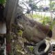 árbol cayó sobre casa en San Roque municipio Miranda-acn