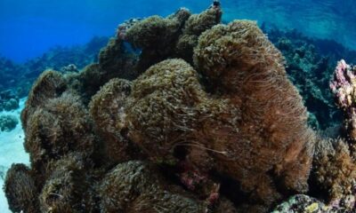 Coral letal Unomia stolonifera - acn