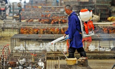 muerte gripe aviar China-acn