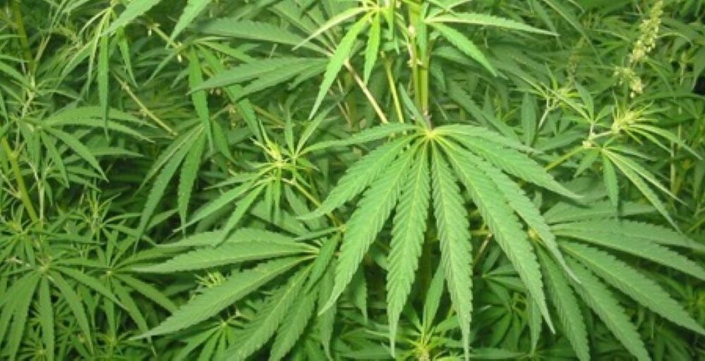 Cicpc detiene a cuatro personas con 31 kilos de marihuana