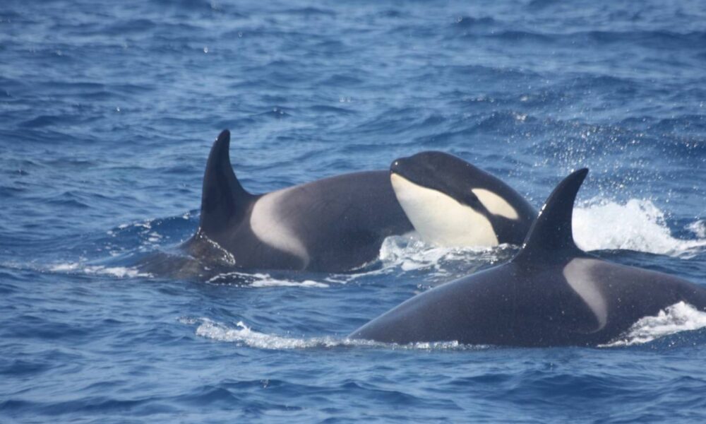 ballenas orcas Margarita-acn