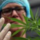 cannabis recreativo en Colombia - noticiacn