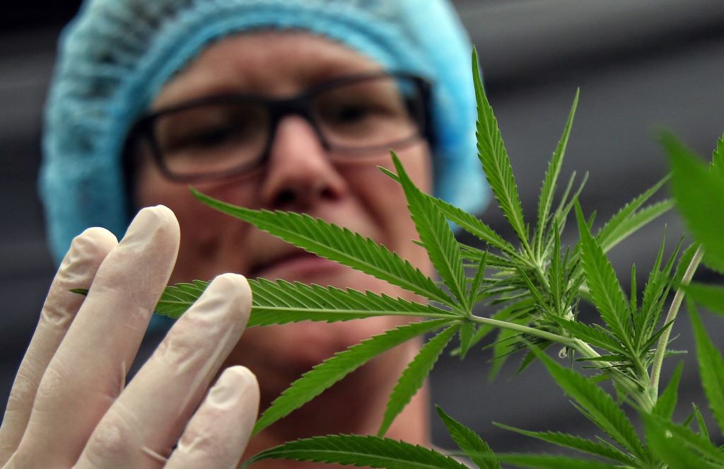 cannabis recreativo en Colombia - noticiacn