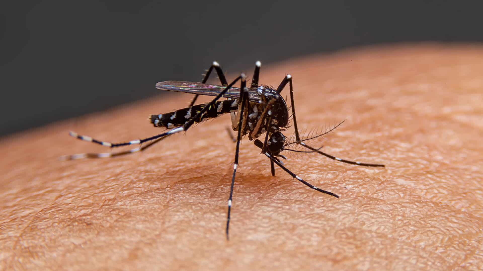 40 casos de dengue Venezuela-acn