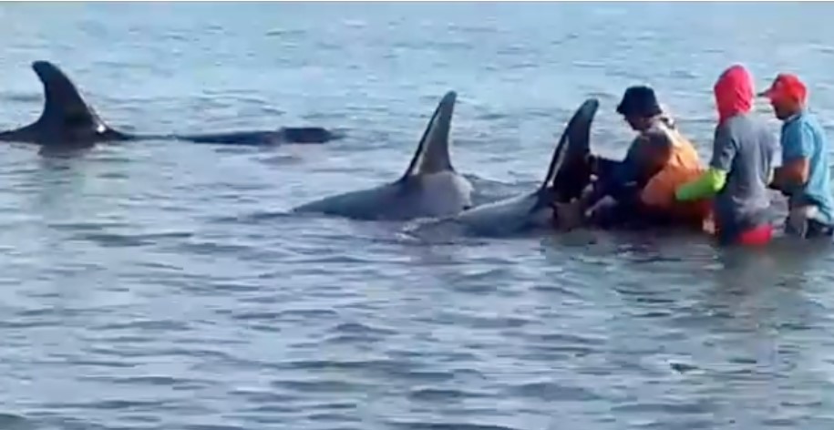 liberan ballenas orcas en Sucre-acn