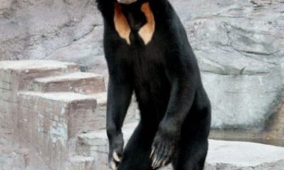 oso se hace viral en China - noticiacn