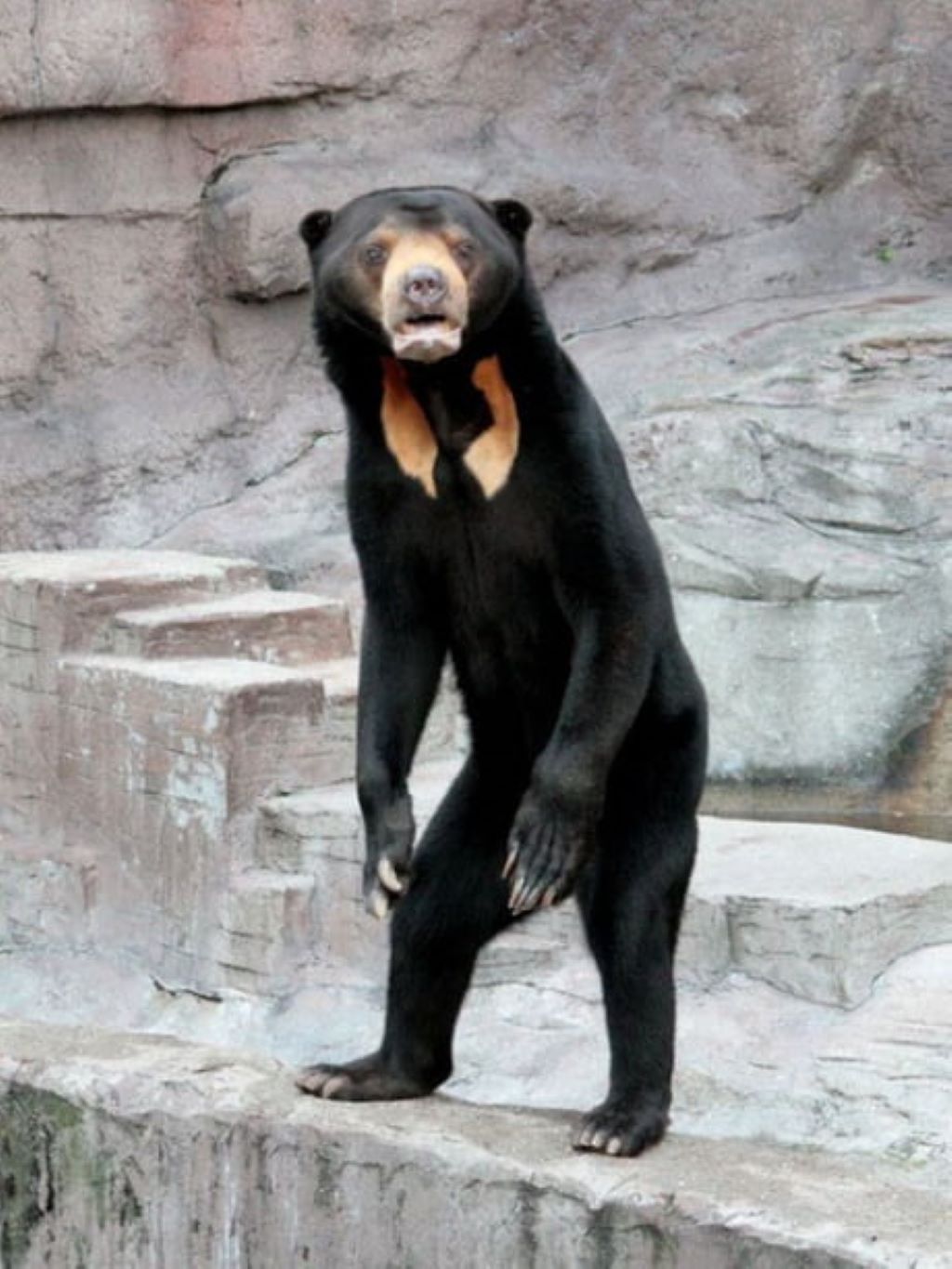 oso se hace viral en China - noticiacn