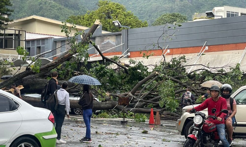 Fuertes lluvias ne Caracas causan caídas de árboles - acn