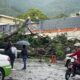 Fuertes lluvias ne Caracas causan caídas de árboles - acn