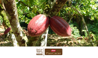 Plan Cacao de Nestlé