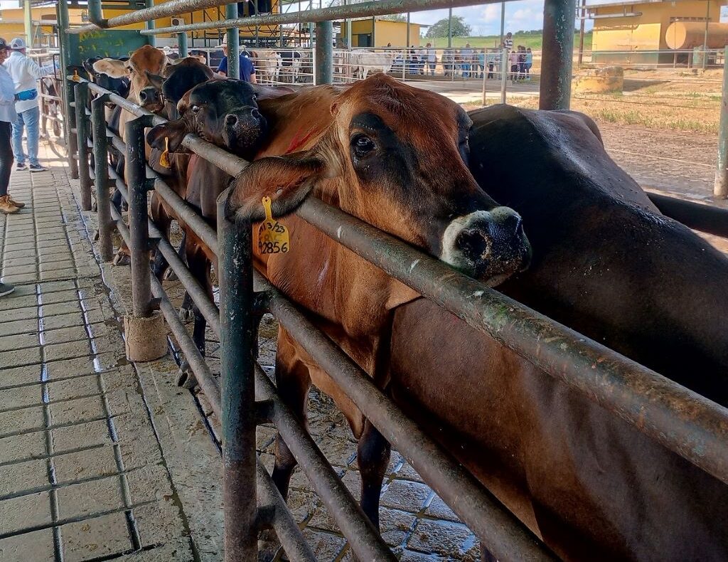 inició 2° ciclo de vacunación contra la fiebre aftosa - noticiacn