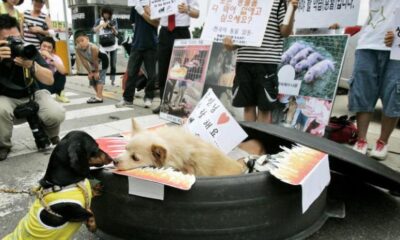 Corea del Sur prohíbe venta de carne de perro