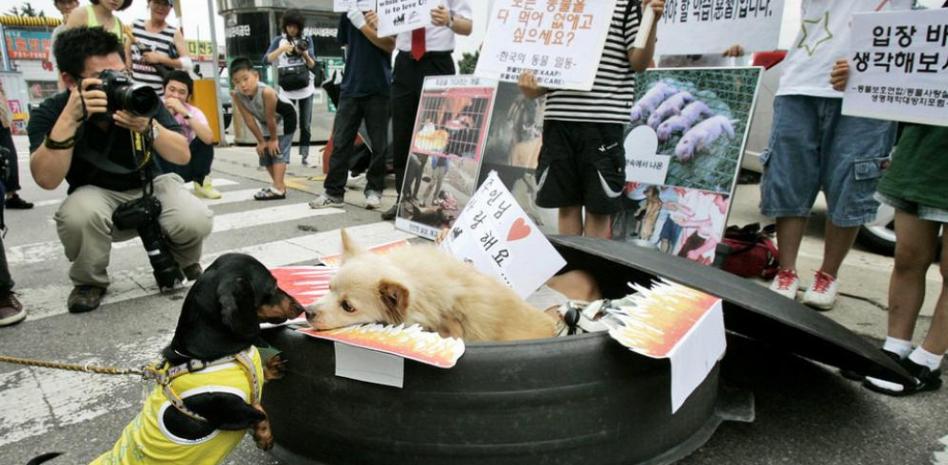 Corea del Sur prohíbe venta de carne de perro