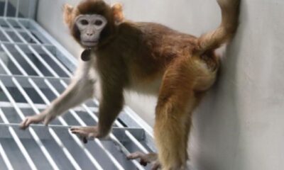 Polémica por mono Rhesus clonado