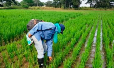 producción de arroz en Venezuela - noticiacn