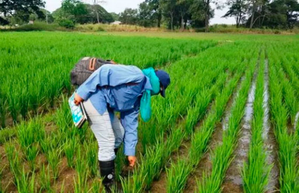 producción de arroz en Venezuela - noticiacn