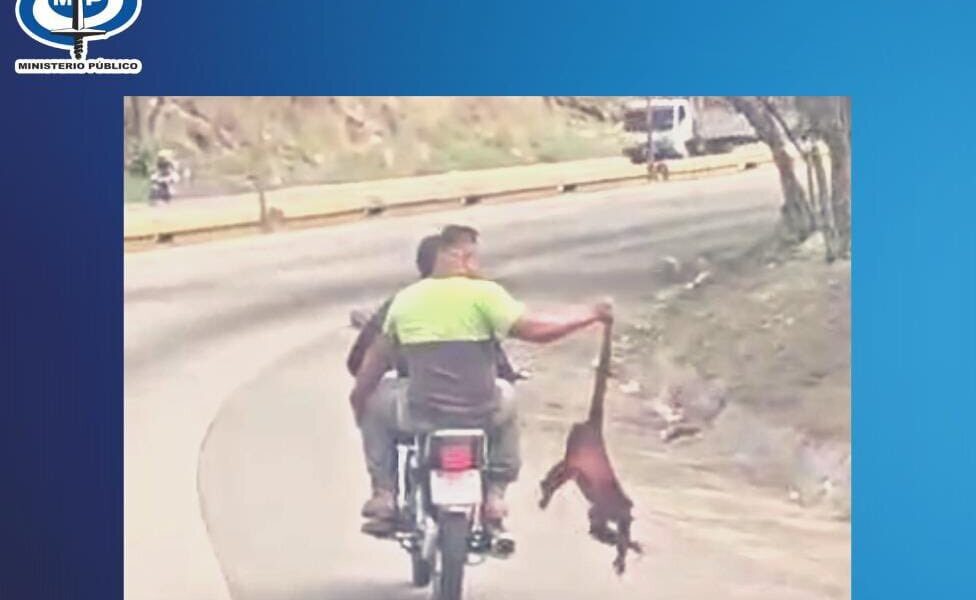 Investigan motorizados llevaban mono por la cola en Carabobo - Agencia Carabobeña de Noticias - Agencia ACN- Noticias Carabobo