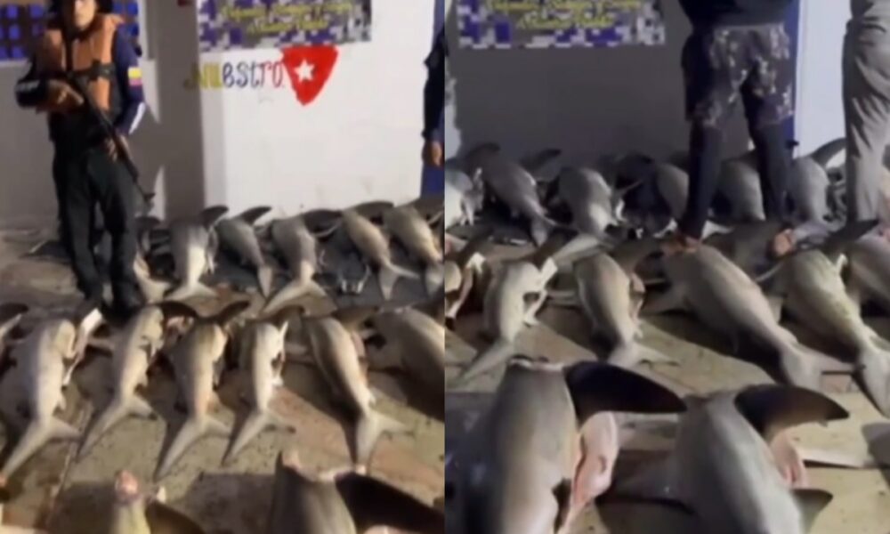 Detuvieron pescadores con 26 tiburones - acn