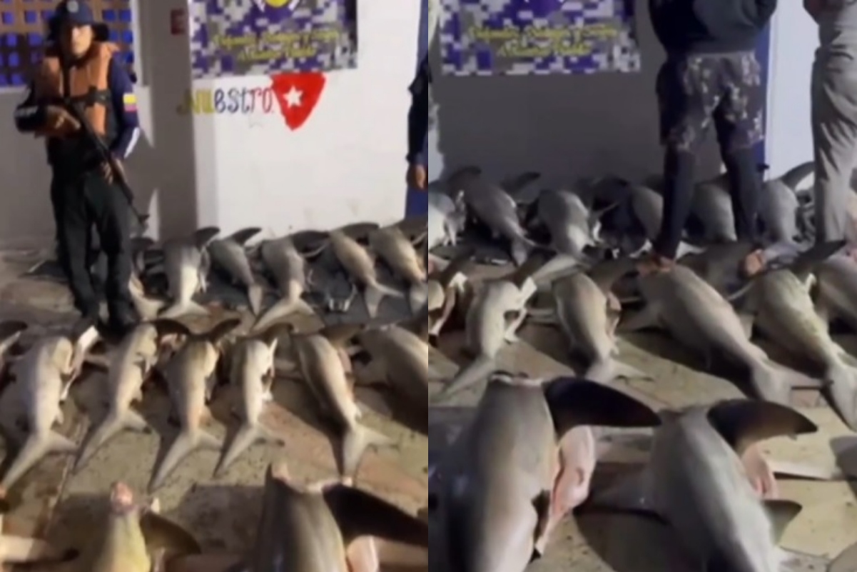Detuvieron pescadores con 26 tiburones - acn