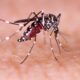 Casos de dengue en Perú subieron 131 % en Perú - Agencia Carabobeña de Noticias