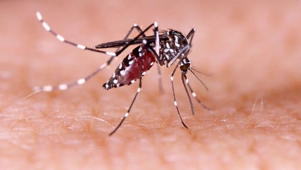 Casos de dengue en Perú subieron 131 % en Perú - Agencia Carabobeña de Noticias