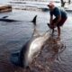 orcas pigmeas varadas Falcón este lunes - Agencia Carabobeña de Noticias - Agencia ACN- Noticias Carabobo
