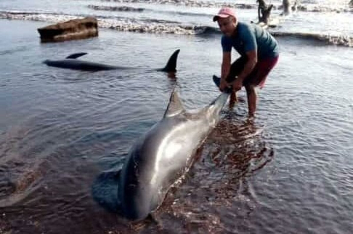 orcas pigmeas varadas Falcón este lunes - Agencia Carabobeña de Noticias - Agencia ACN- Noticias Carabobo