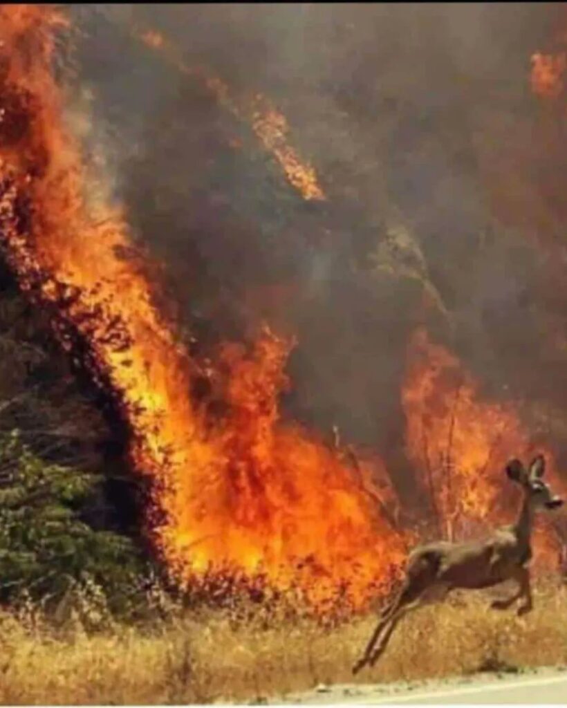 Incendio forestal en el Henri Pittier - Agencia Carabobeña de Noticias - Agencia ACN- Noticias Carabobo