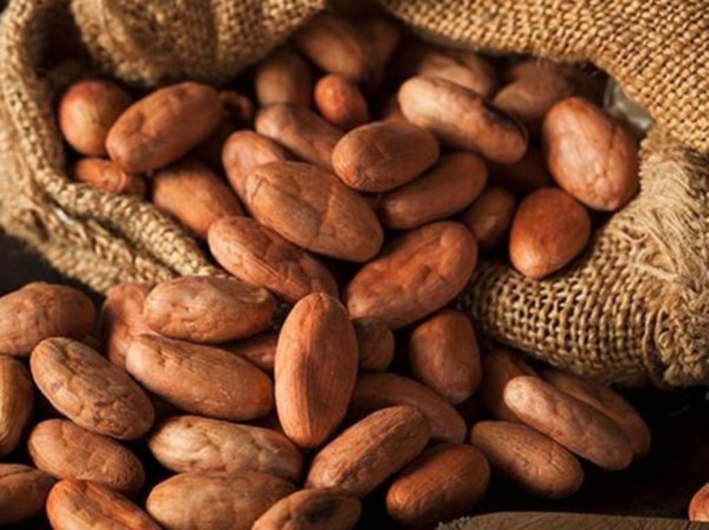Más de 300 toneladas de cacao se exportan a Estonia e Indonesia - Agencia Carabobeña de Noticias