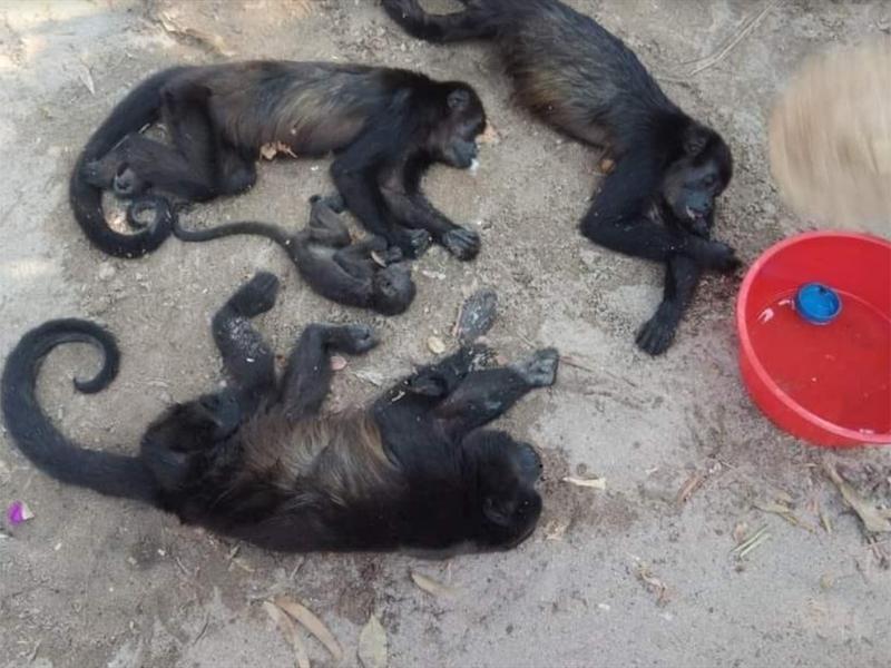 mueren monos aulladores por Ola de calor en México - Agencia Carabobeña de Noticias - Agencia ACN- Noticias Carabobo