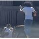 Policía disparó a perros que estaban atacando a un hombre en Filadelfia-Agencia Carabobeña de Noticias – ACN – Noticias internacionales