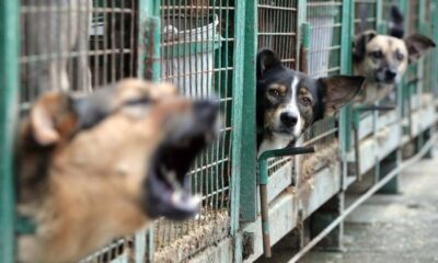 Turquía estudia ley para sacrificar a 4 millones de perros callejeros sin cuidador-Agencia Carabobeña de Noticias – ACN – Noticias internacionales