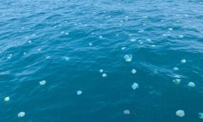 Medusas en costas venezolanas no representan un peligro - Agencia Carabobeña de Noticias - Agencia ACN- Noticias Carabobo