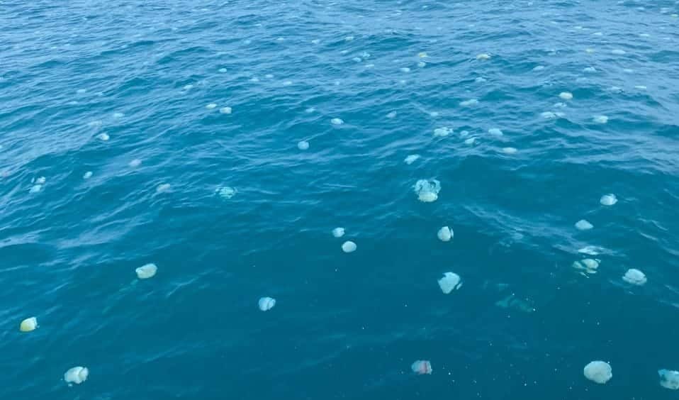 Medusas en costas venezolanas no representan un peligro - Agencia Carabobeña de Noticias - Agencia ACN- Noticias Carabobo