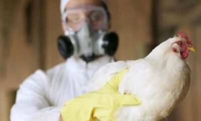 México registra primera muerte humana por gripe aviar -Agencia Carabobeña de Noticias - Agencia ACN- Noticias Carabobo