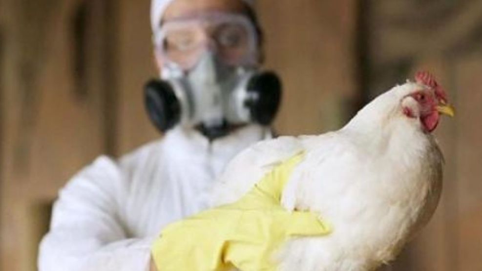 México registra primera muerte humana por gripe aviar -Agencia Carabobeña de Noticias - Agencia ACN- Noticias Carabobo