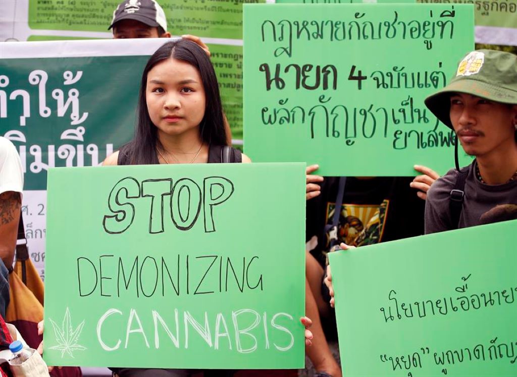 negocio del cannabis continúa su batalla con la ley - Agencia Carabobeña de Noticias