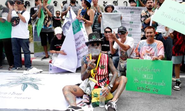 negocio del cannabis continúa su batalla con la ley - Agencia Carabobeña de Noticias
