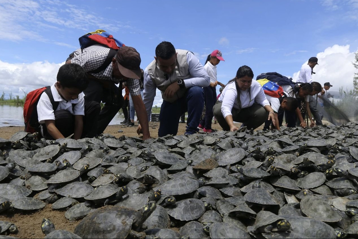 Liberaron tortugas en el río Orinoco - Agencia Carabobeña de Noticia - Agencia ACN - Noticias nacional
