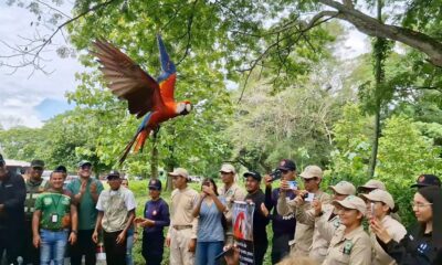 Liberadas guacamayas bandera