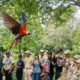 Liberadas guacamayas bandera